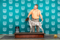 German Shorthaired Poinnter #474 Fri BMBOW Judge Tracie Karsjens