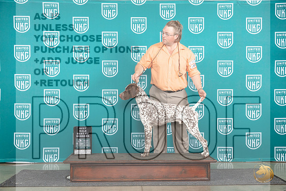 German Shorthaired Poinnter #474 Fri BMBOW Judge Tracie Karsjens__JP_1561_Premier_2024_HR3