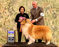 Rough Collie #66 Sun BOB Larry Willeford & Pamela Eddy Judge Jacqueline Caruso  LR Collie Specialty Georgetown Feb 2013