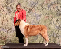 Smooth Collie #69 Sun Custom Lea Bertsch LR Collie Specialty Georgetown Feb 2013