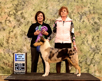 Smooth Collie #76 Sun BOW Debbie Price Retha Cable & Lisa Brabsk Judge Jacqueline Caruso  LR Collie Specialty Georgetown Feb 2013