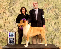 Smooth Collie #? Sun WD Tina & Larry Patterson Judge Jacqueline Caruso  LR Collie Specialty Georgetown Feb 2013