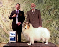 Rough Collie #  Sat Select Bitch Tina & Larry Patterson Judge Joseph Reno LR Collie Specialty Georgetown Feb 2013