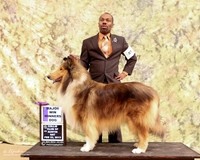 Rough Collie #17 Sat WD Tina & Larry Patterson Agent Clarence Lee Judge Martha Ramer LR Collie Specialty Georgetown Feb 2013