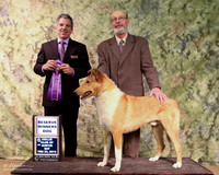Rough Collie #73 Sat WD Tina & Larry Patterson Judge Joseph Reno LR Collie Specialty Georgetown Feb 2013