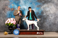Dalmatian #14 FRI WB Judge Luis Sosa