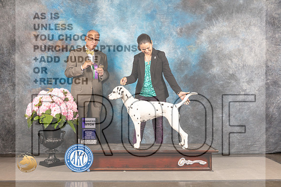 Dalmatian #14 FRI WB Judge Luis Sosa_MJ_5435_Houston_2022_HR3