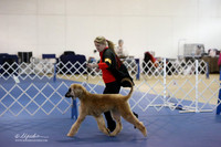 Afghan Hound Sat S2 Ring LR Hutto Feb 2013