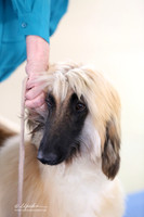 Afghan Hound Sun S1 Ring LR Hutto Feb 2013