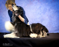 Afghan Hound Toni King Custom LR Hutto Feb 2013