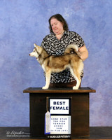 Alaskan Klee Kai Sun Best Female Sheila Sweet LR Hutto Feb 2013