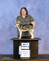 Alaskan Klee Kai Sun Best Female Shiela Sweet LR Hutto Feb 2013