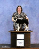 Alaskan Klee Kai Sun Best of Breed Puppy Shiela Sweet LR Hutto Feb 2013