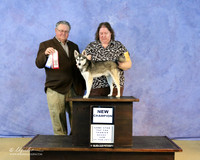 Alaskan Klee Kai Sun New Champion Shiela Sweet Judge JD McNutt LR Hutto Feb 2013