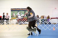 Alaskan Klee Kai Sun S1 Ring LR Hutto Feb 2013