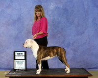 American Bulldog Sat New Ch Shannon Kelly LR Hutto Feb 2013