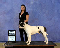 American Bulldog Sat New Gr Ch Shannon Kelly LR Hutto Feb 2013