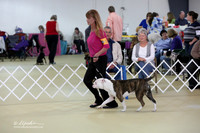 American Bulldog Sat S1 Ring LR Hutto Feb 2013