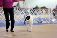 American Bulldog Sat S2 Ring LR Hutto Feb 2013
