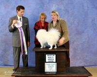 American Eskimo Dog Sat S1 BIS Tina Wilemon Judge M Heflin LR Hutto Feb 2013