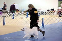 American Eskimo Dog Sun S1 Ring LR Hutto Feb 2013