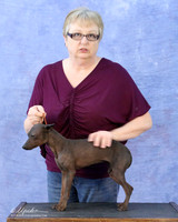 American Hairless Terrier Felicity Trammell LR Hutto Feb 2013
