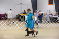 American Hairless Terrier Sat S1 Ring LR Hutto Feb 2013