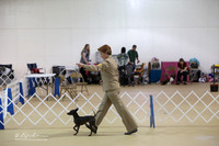 American Hairless Terrier Sun S2 Ring LR Hutto Feb 2013