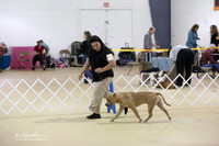 American Pit Bull Terrier Sun S2 Ring LR Hutto Feb 2013