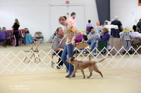 Australian Cattle Dog Sat S1 Ring LR Hutto Feb 2013