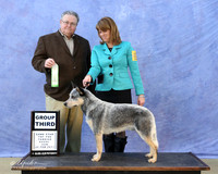 Australian Cattle Dog Sun S1 G3 Dawn Park Judge JD McNutt LR Hutto Feb 2013