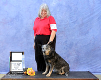 Australian Cattle Dog Sun S1 RO1 Mari Bailey Judge K Shivers LR Hutto Feb 2013