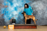 Belgian Malinois #1128 Sun G3 Judge Rick Gann