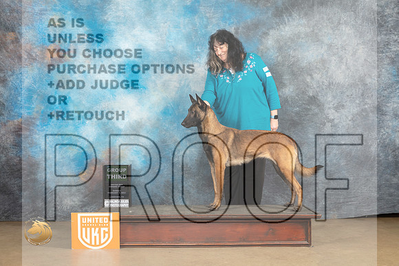 Belgian Malinois #1128 Sun G3 Judge Rick Gann_MJ_9780_UKCLvwfeb23_HR3