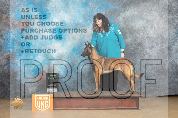 Belgian Malinois #1128 Sun G3 Judge Rick Gann_MJ_9782_UKCLvwfeb23_HR3