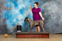 Cane Corso #1132 Sun BOB Judge Debbie Mitchell