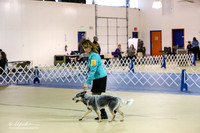 Australian Cattle Dog Sun S2 Ring LR Hutto Feb 2013