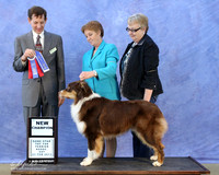 Australian Shepherd Sat S1 BOW New Ch Kathi Linn Judge M Heflin LR Hutto Feb 2013