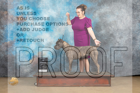 Cane Corso #1132 Sun BOB Judge Debbie Mitchell_MJ_9684_UKCLvwfeb23_HR3