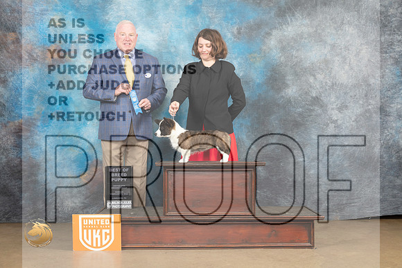 Cardigan Welsh Corgi #315 Sun PBOB Judge Rick Gann_MJ_9767_UKCLvwfeb23_HR3