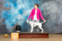Dalmatian #178 Sun G3 Judge Tony Raposo