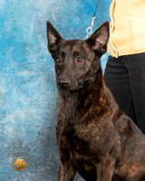 Dutch Shepherd Judith