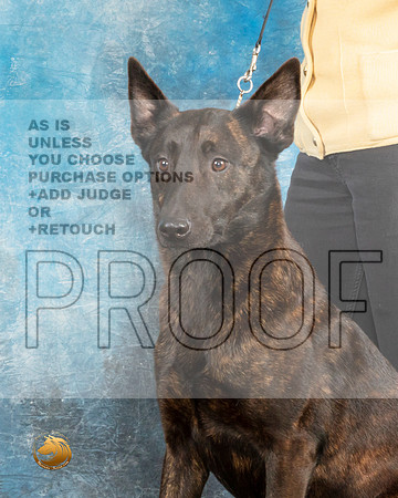 Dutch Shepherd Judith_MJ_9690_UKCLvwfeb23_HR3