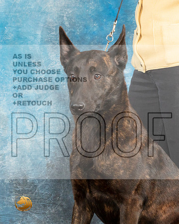 Dutch Shepherd Judith_MJ_9691_UKCLvwfeb23_HR3