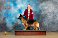 German Shepherd #408 Sun Mambo