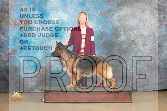 German Shepherd #408 Sun Mambo_MJ_9728_UKCLvwfeb23_HR3
