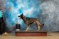 German Shepherd Dog #907 Sun RM Judge Patricia Pierce