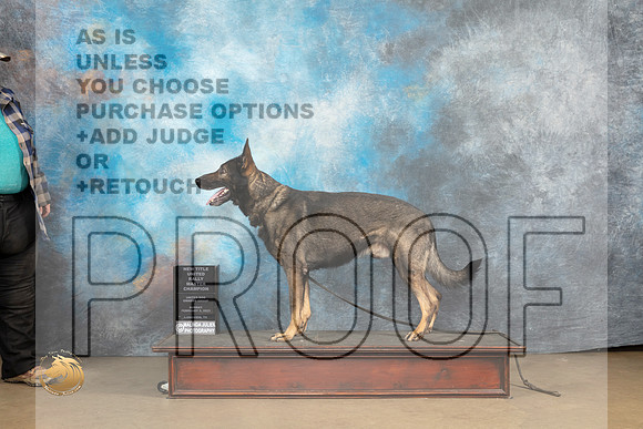 German Shepherd Dog #907 Sun RM Judge Patricia Pierce_MJ_9730_UKCLvwfeb23_HR3