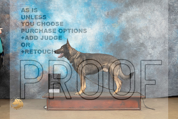 German Shepherd Dog #907 Sun RM Judge Patricia Pierce_MJ_9731_UKCLvwfeb23_HR3
