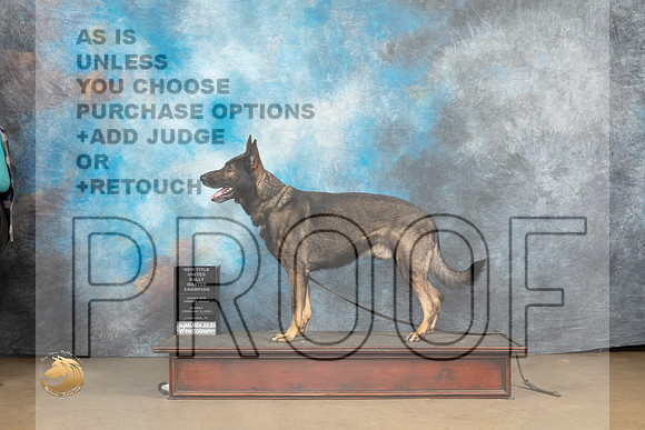 German Shepherd Dog #907 Sun RM Judge Patricia Pierce_MJ_9732_UKCLvwfeb23_HR3